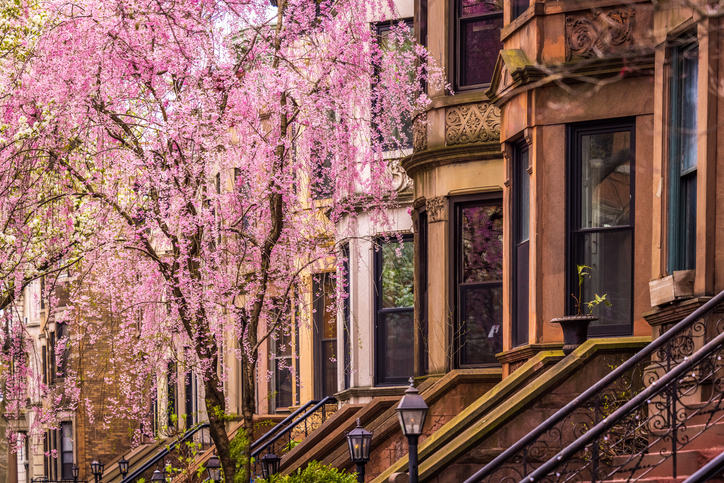 apartments with pink flowering tree in bloom
