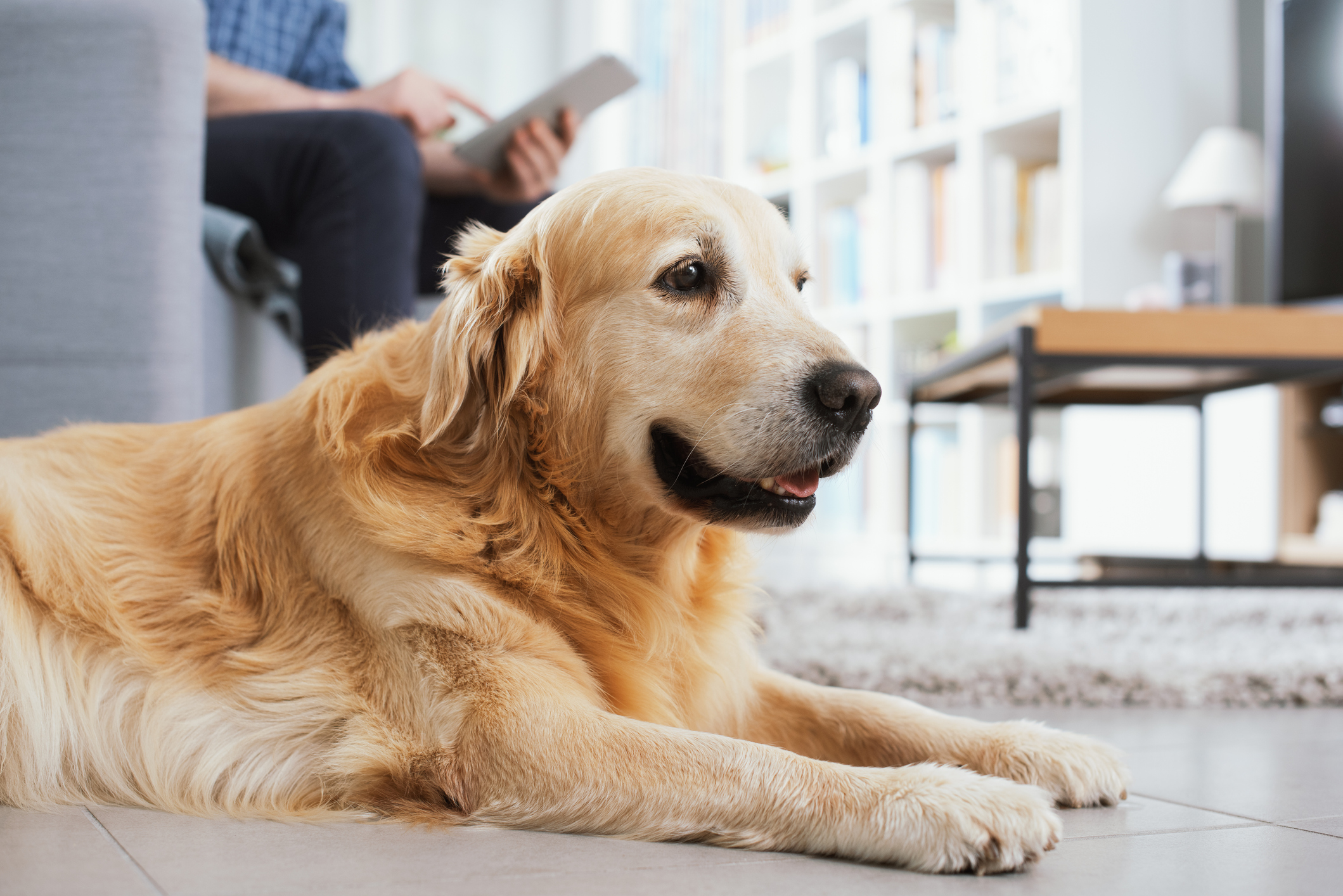 Pets and Technology: The Latest Wave of Multifamily Innovation