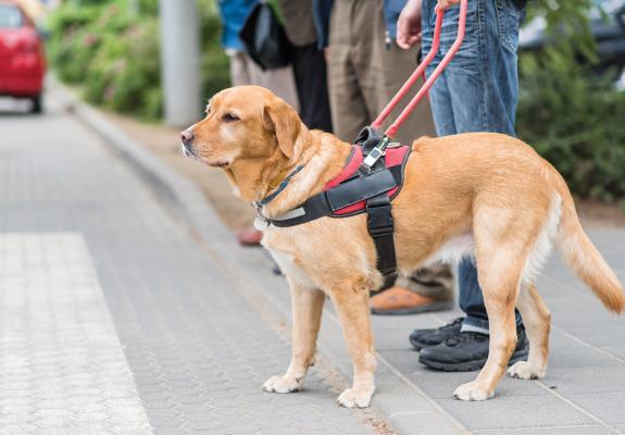 emotional support dog