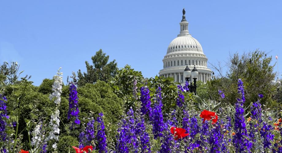 Photo of the U.S. Capitol in the Spring.