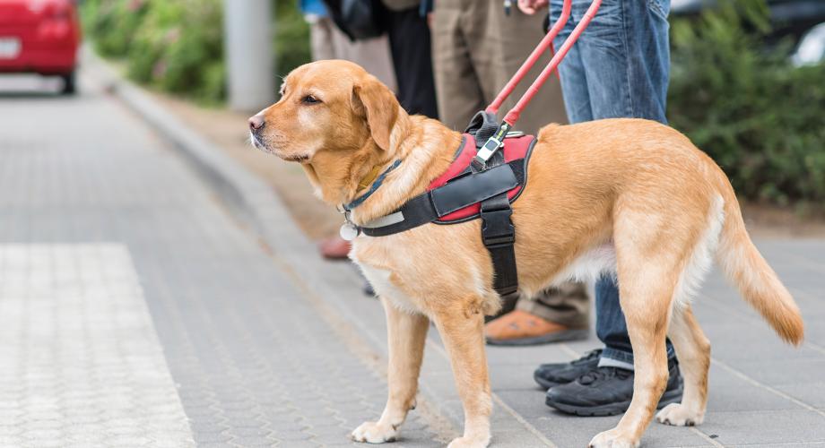 emotional support dog