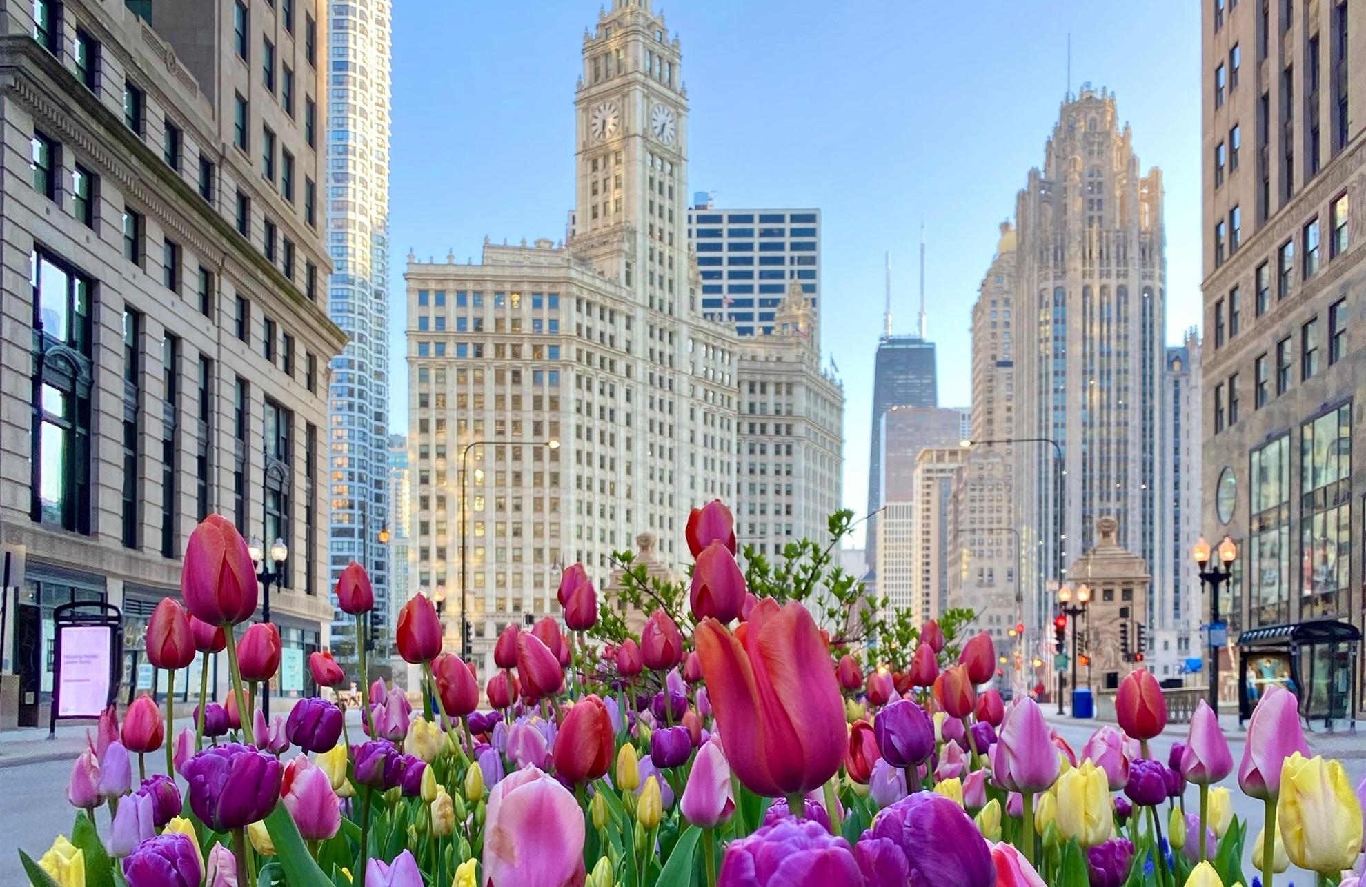 chicago in spring with tulips
